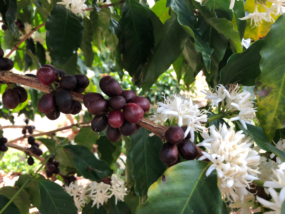 What Even IS Coffee? Intro to Coffee